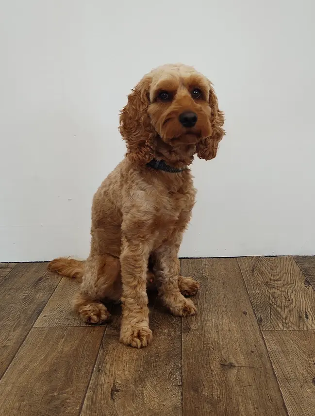 Nelson – Chief Happiness Officer